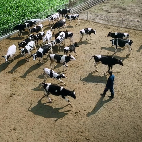 Free-range dairy cattle raised under animal welfare standards.